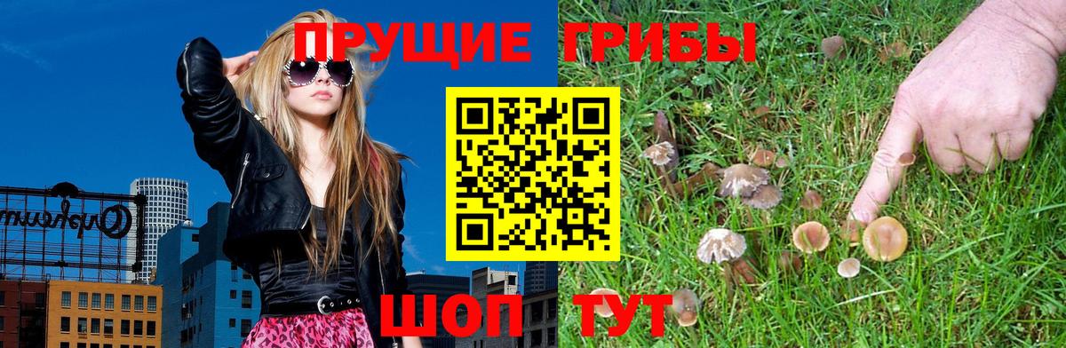 Галлюциногенные грибы Psilocybine cubensis Лысьва